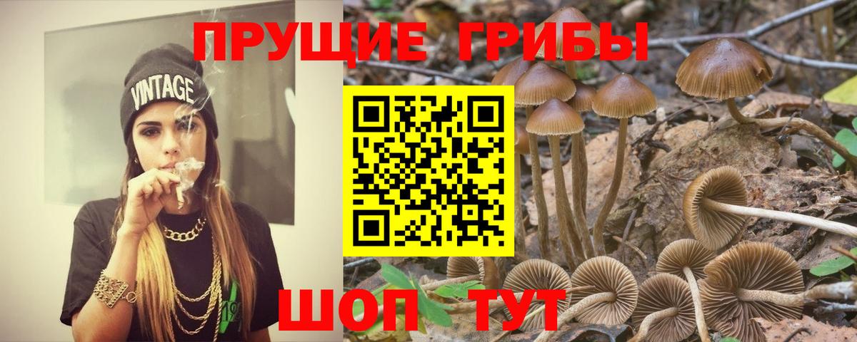 Краснодар  Псилоцибиновые грибы Psilocybe  Вход с VPN  Псилоцибиновые грибы Cubensis 